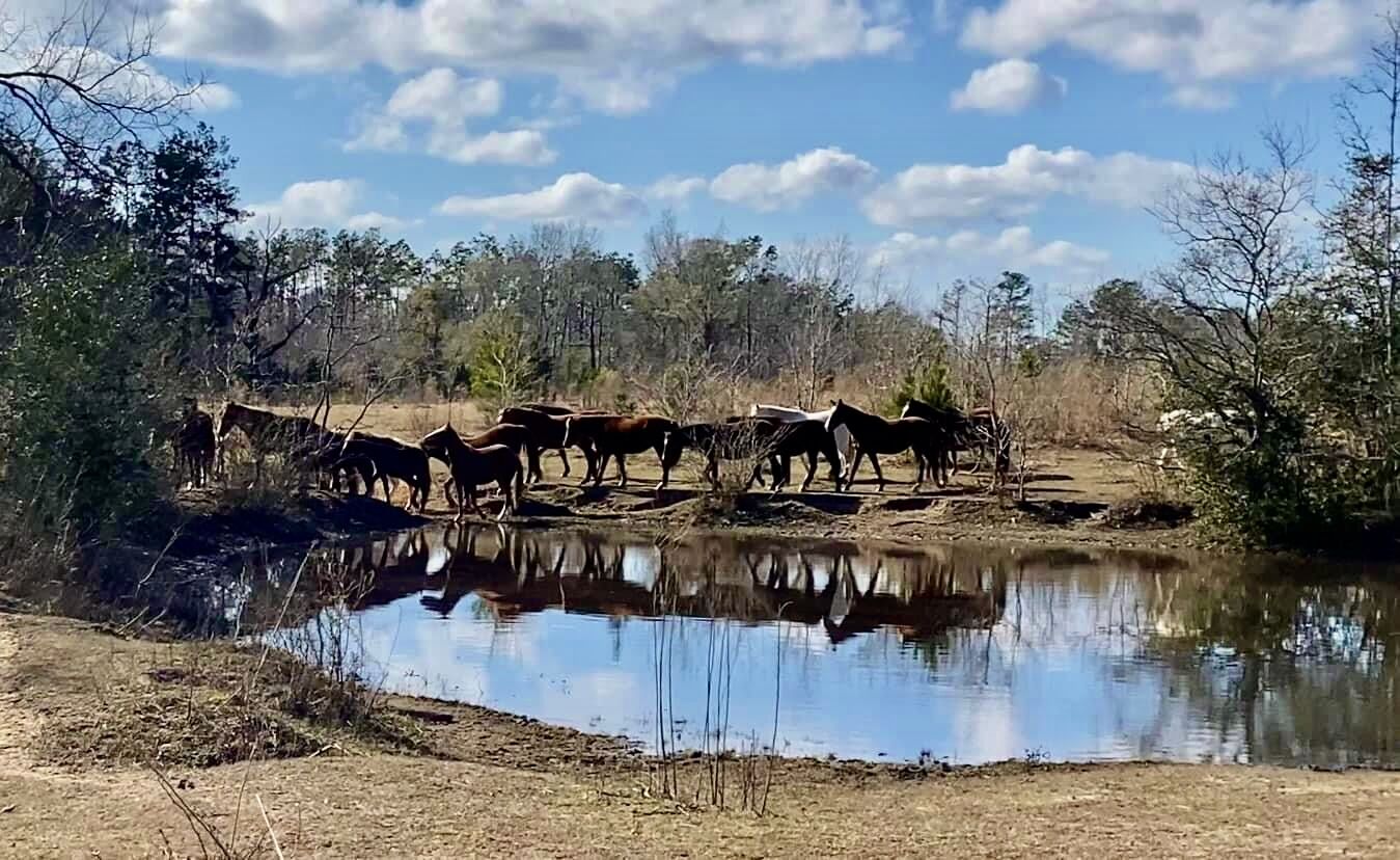 horses 3